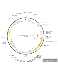 pLV3-CMV-ARMCX1(human)-3×FLAG-Puro