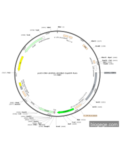 pLV3-CMV-circRNA-circGlis3-CopGFP-Puro