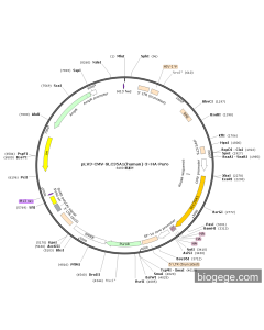 pLV3-CMV-SLC35A1(human)-3×HA-Puro