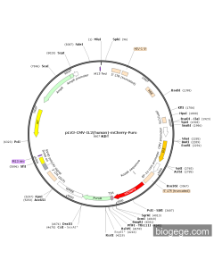 pLV3-CMV-IL2(human)-mCherry-Puro