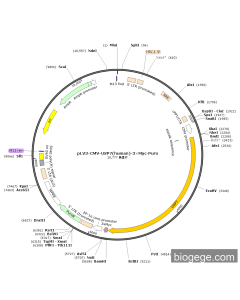 pLV3-CMV-USP7(human)-3×Myc-Puro