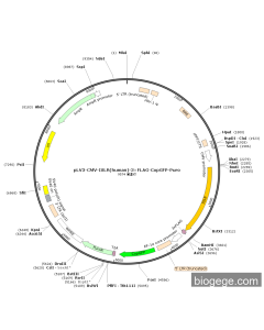 pLV3-CMV-ISLR(human)-3×FLAG-CopGFP-Puro