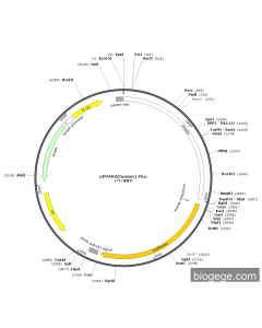pPPARG(human)-Fluc