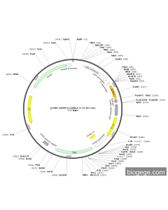 pCMV-SUMO1(cattle)-3×FLAG-Neo