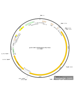 pLV3-CMV-CAD(human)-Fluc-Puro