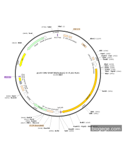 pLV3-CMV-DNMT3B(human)-3×FLAG-Puro
