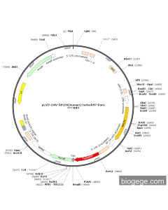 pLV3-CMV-RPLP0(human)-turboRFP-Puro