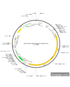 pLV3-CMV-Zc3h13(mouse)-CopGFP-Puro