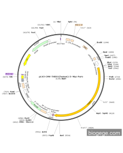 pLV3-CMV-THBS1(human)-3×Myc-Puro