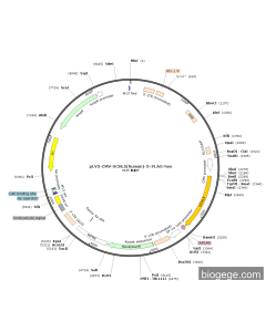 pLV3-CMV-UCHL5(human)-3×FLAG-Neo