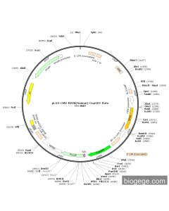 pLV3-CMV-RPS8(human)-CopGFP-Puro