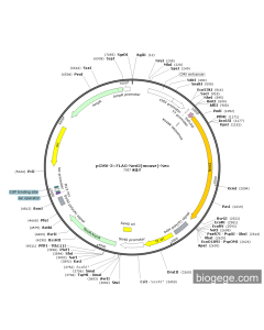 pCMV-3×FLAG-Nmt2(mouse)-Neo