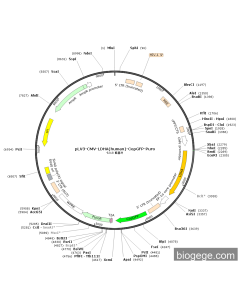 pLV3-CMV-LDHA(human)-CopGFP-Puro