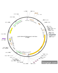 pLV3-CMV-KAT2B(human)-3×HA-Puro