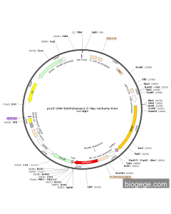 pLV3-CMV-BANP(human)-3×Myc-mCherry-Puro