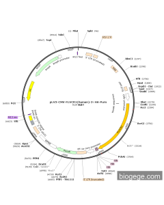 pLV3-CMV-FLVCR1(human)-3×HA-Puro
