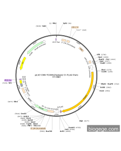 pLV3-CMV-FOXM1(human)-3×FLAG-Puro