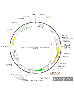 pLV3-CMV-PSMD4(human)-3×FLAG-CopGFP-Puro