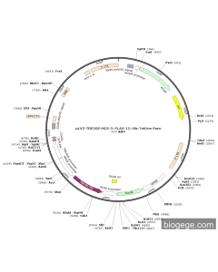 pLV2-TRE3GS-MCS-3×FLAG-12×His-TetOne-Puro