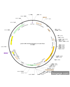 pLV3-CMV-STING1(human)-3×FLAG-Puro