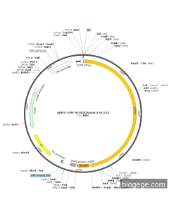 pBiFC-CMV-SF3B3(human)-VC155