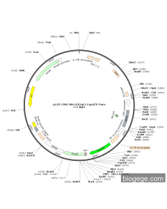 pLV3-CMV-Mir145(rat)-CopGFP-Puro