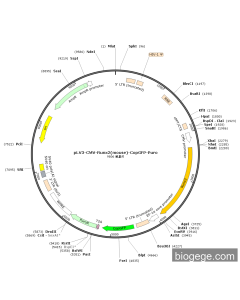 pLV3-CMV-Runx2(mouse)-CopGFP-Puro