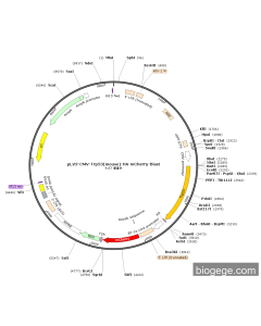 pLV3-CMV-Trp53(mouse)-HA-mCherry-Blast