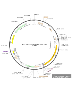 pLV3-CMV-FLVCR2(human)-3×HA-Puro