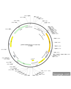pCMV-Gnai2(mouse)-3×FLAG-Neo