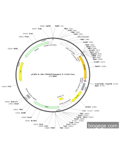 pCMV-6×His-YWHAZ(human)-3×FLAG-Neo