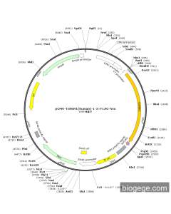 pCMV-TGFBR1(human)-1-3×FLAG-Neo