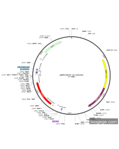 pBBR1MCS5-Tac-mCherry