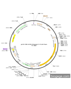 pLV3-CMV-ACSL1(human)-3×FLAG-Puro