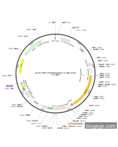 pLV3-CMV-CCDC6(human)-3×Myc-Puro