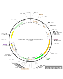 pLV3-CMV-3×FLAG-IDH1(human)-EGFP-Puro