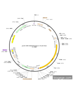 pLV3-CMV-DGKA(human)-3×FLAG-Puro