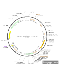 pLV3-CMV-SIRT2(human)-3×FLAG-Puro
