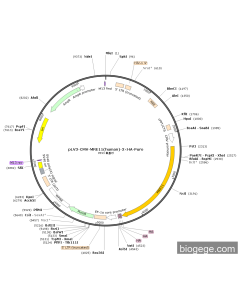 pLV3-CMV-MRE11(human)-3×HA-Puro