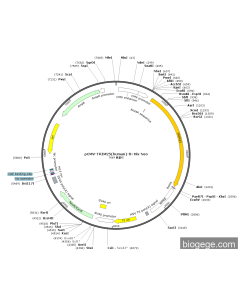 pCMV-TRIM25(human)-8×His-Neo