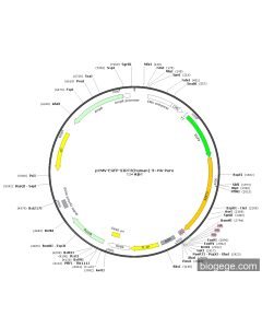 pCMV-EGFP-SIRT3(human)-3×HA-Puro