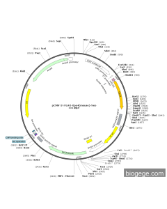 pCMV-3×FLAG-Gpx4(mouse)-Neo