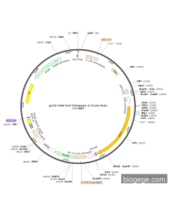 pLV3-CMV-KAT7(human)-3×FLAG-Puro