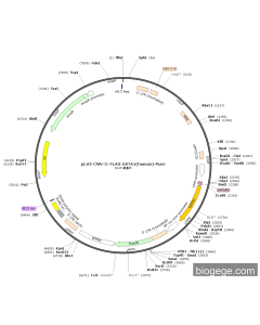 pLV3-CMV-3×FLAG-GSTA1(human)-Puro