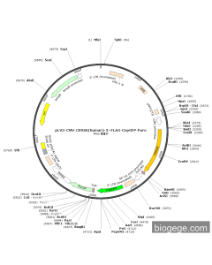 pLV3-CMV-CERS6(human)-3×FLAG-CopGFP-Puro