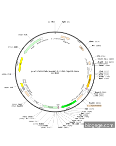 pLV3-CMV-Rheb(mouse)-3×FLAG-CopGFP-Puro