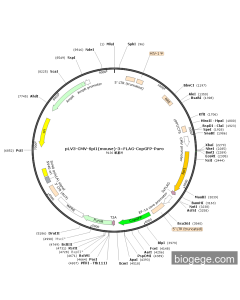 pLV3-CMV-Spi1(mouse)-3×FLAG-CopGFP-Puro