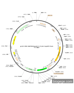 pLV3-CMV-MAP2K6(goat)-3×FLAG-CopGFP-Puro