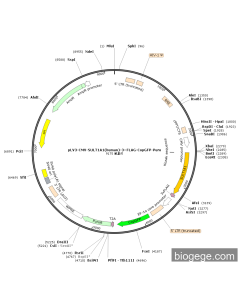 pLV3-CMV-SULT1A1(human)-3×FLAG-CopGFP-Puro