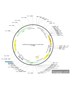 pCMV-BCL2A1(human)-3×FLAG-Puro